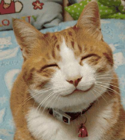 purrfect.jpg (38701 bytes)